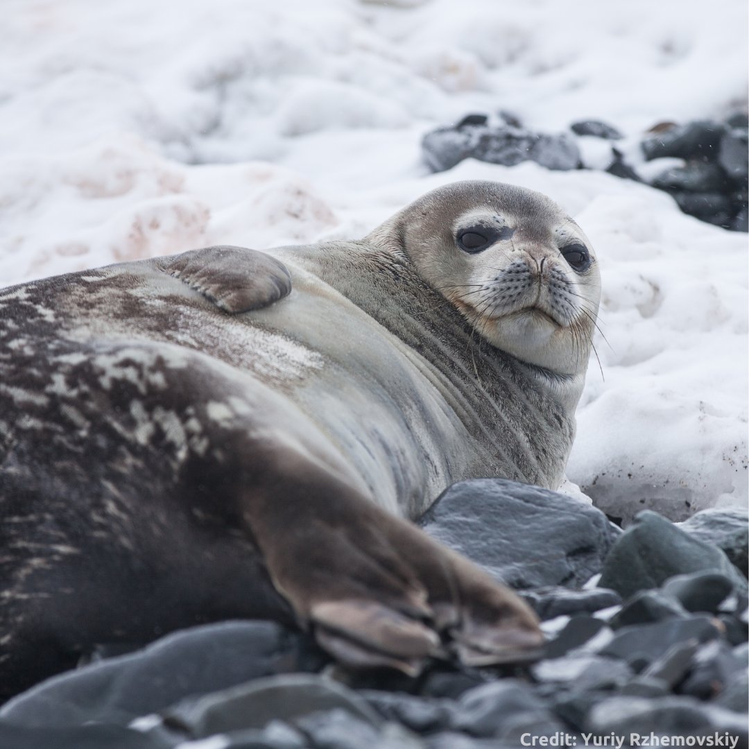 PlayKatoa's tweet photo. We know they're not really dogs, but Happy #InternationalDogDay to everyone's favourite Sea-Dog! 🦭

You can help us protect their native habitats by playing KATOA and getting funding to our partnered non-profits!

🌎  Download here 👉 https://t.co/e2xQjw3rfI  #indiegame https://t.co/ctqTAsY1QW