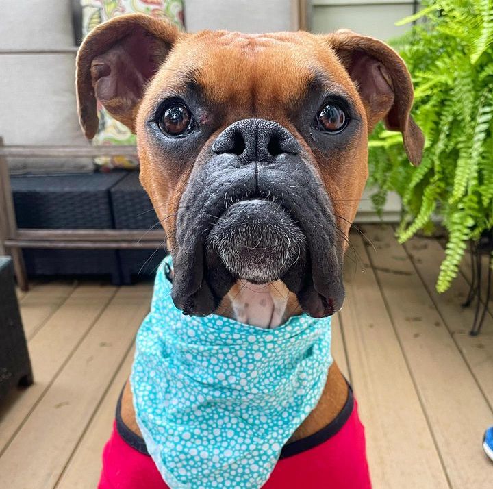 Boxer Lover tweet media