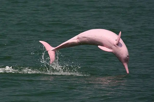 cetaceanism's tweet photo. indo-pacific humpback dolphins !♡ https://t.co/WwZC6OnNCf