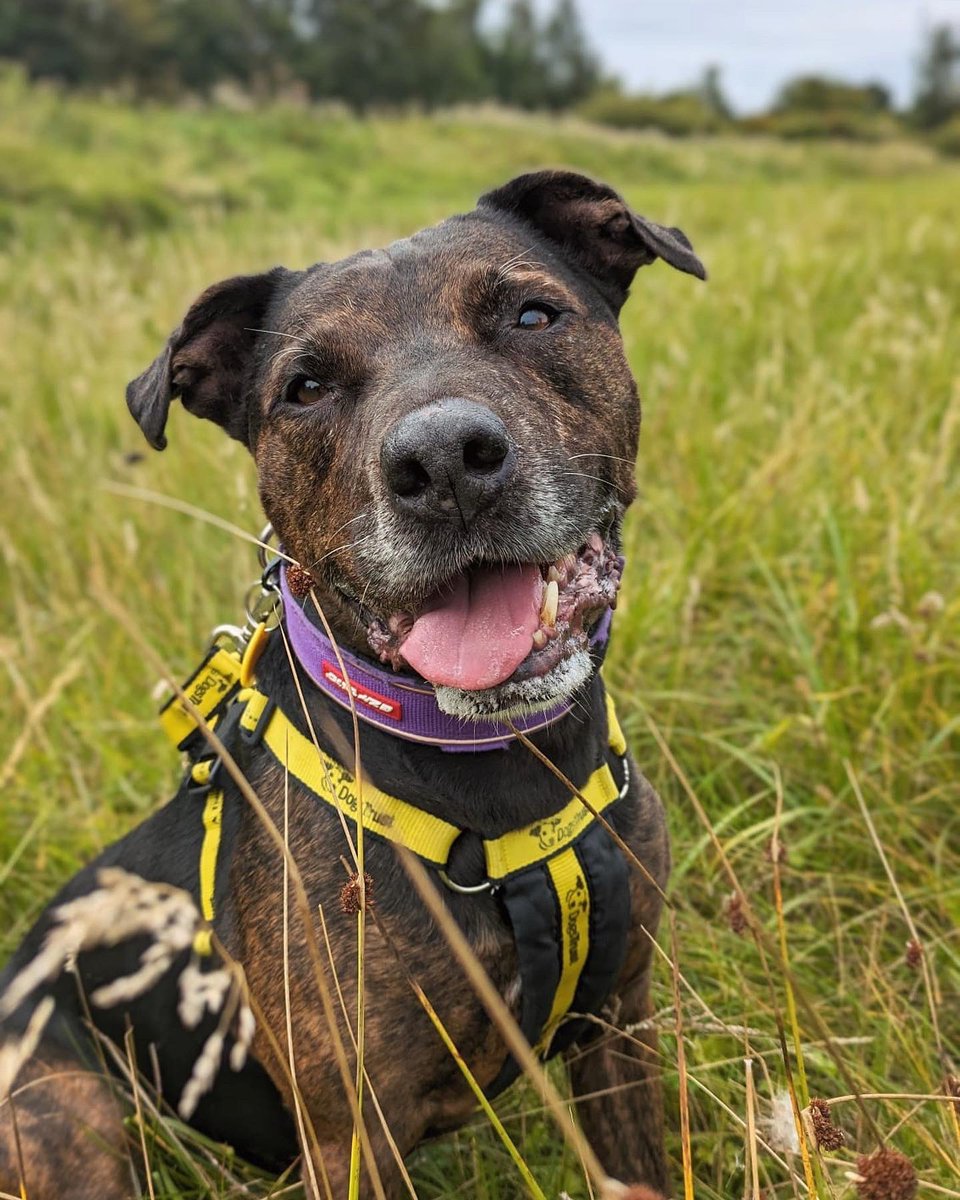 Jack, how’s your week going?! 🤪 Swipe ⬅️ to see that no dog was harmed during his parkouring and just how much of a handsome smush he is!! 😍💖 Find out more about staff favourite Jack at: tinyurl.com/2p9dbk4h 🤗