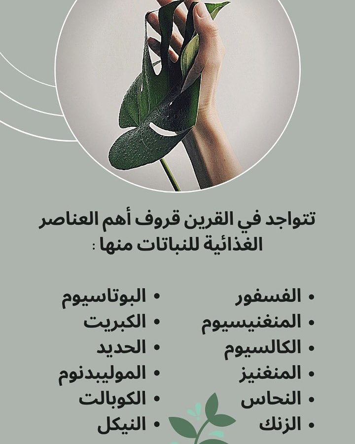 Green_grove_soi's tweet photo. #قرين_قروف_سويل🌿🌱
🔺افضل حجر بركاني سماد عضوي دائم له عدة فوائد:
▪️يعطي شكل جميل على اسطح التربه الواسعه يقضي على الحشرات والحشائش.
▪️سهولة عبور الماء داخل التربة.
▪️والحفاظ على رطوبة التربه مما يقلل من استهلاك المياه.
🔺📞للطلب والاستفسار:0530547776
#حجر_بركاني https://t.co/4Lo37NfXLU