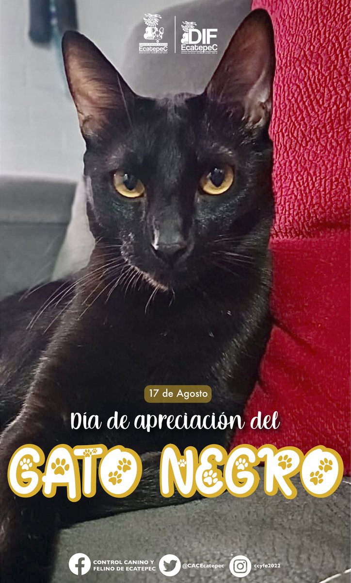#DiaDeApreciaciónDelGatoNegro | Hoy celebramos a nuestros #michis, en especial a esas sombritas negras que nos llenan de amor día con día. 🐈‍⬛💕

#DIFEcatepec #MunicipioConValores