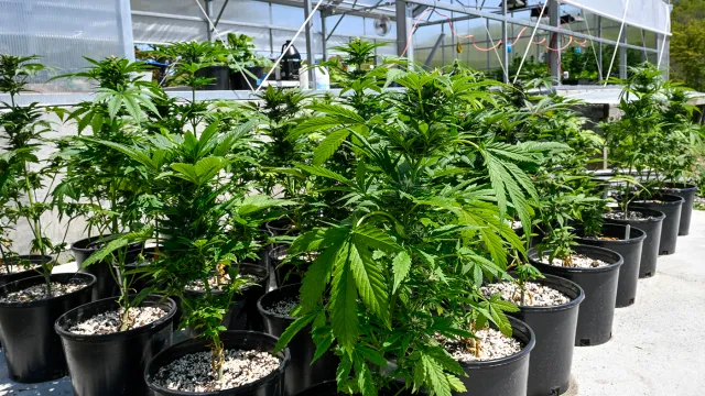 THEMMEXCHANGE's tweet photo. Ohio effort to legalize recreational marijuana gets enough signatures for November ballot 

https://t.co/AnT4RTisfd #MME #marijuana #cannabis #Ohio https://t.co/5EFNUwWPr4