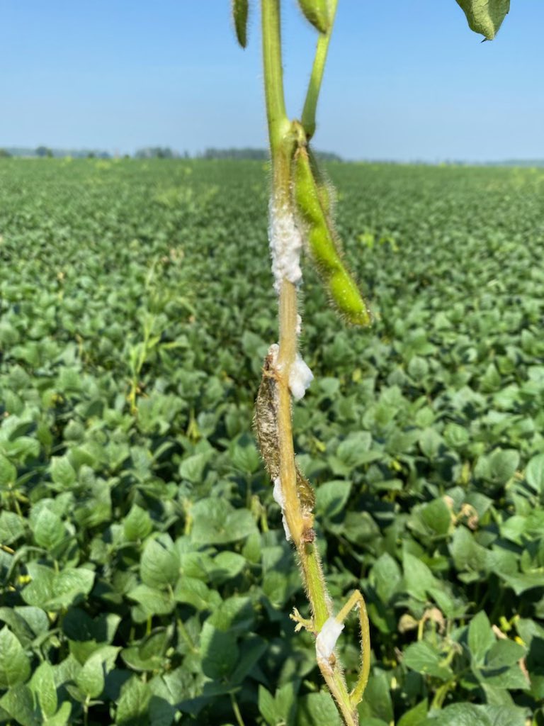 The result of the rainy weather. Starting to see white mold appear in the soybean canopy. It is mportant to consider using a fungicide to protect soybean crop! 👎🏻☹️ #soybeans23 #whitemold #fungicide
<a href="/Jillohm_/">Jill Ohm</a> (Photo Credits)