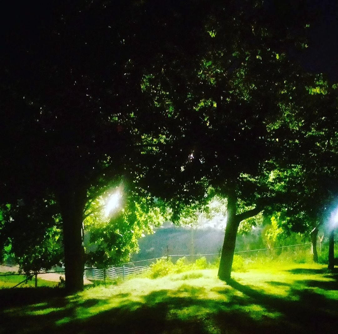 After this morning heavy rain.. the washed away trees..
#EveningWalk