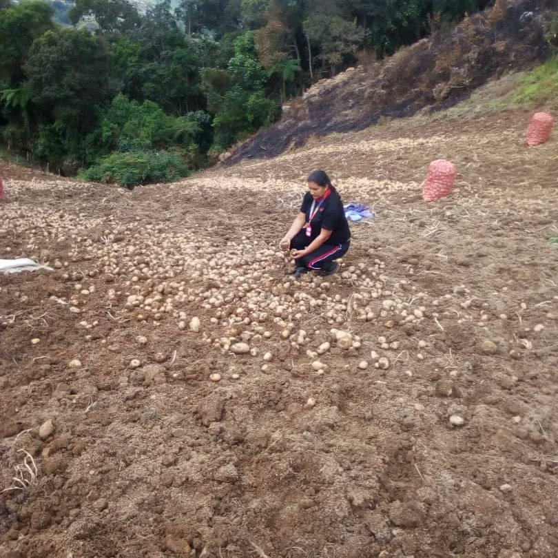 INSAI Táchira
#17DeAgosto
Inspección fitosanitaria a U.P en el sector Las Mesas, Municipio Uribante. Rubro: papa variedad Granola  3 h.a.                                              técnico de campo Olga pernia.
<a href="/NicolasMaduro/">Nicolás Maduro</a> 
<a href="/wcastroPSUV/">Wilmar Castro</a> 
<a href="/FreddyBernal/">Freddy Bernal</a> 
<a href="/FreddyBernal/">Freddy Bernal</a>