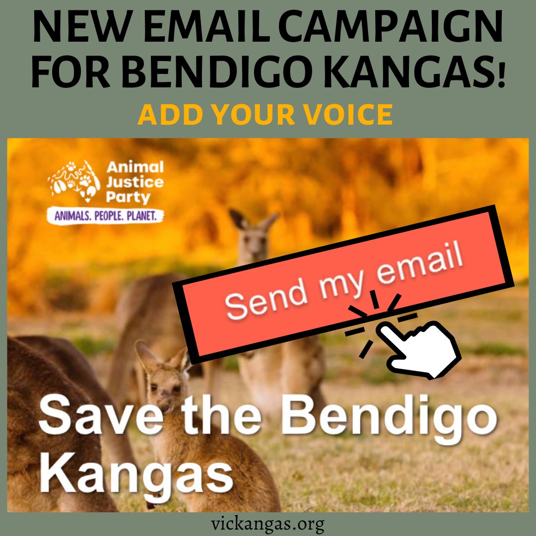 VicKangaroos's tweet photo. PLEASE TAKE ACTION FOR BENDIGO KANGAS 

@AJP_Victoria has kindly set up a DoGooder campaign which makes it quick &amp; easy to speak out for the #kangaroo mob displaced by development at Flora Hill in #Bendigo. 

👉 https://t.co/Mlo71pXXJa

No more casualties! https://t.co/IiNRza6qKm