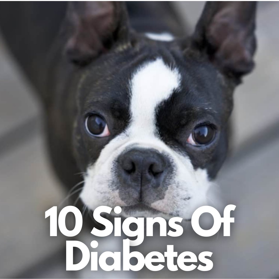 Is your Boston losing weight, drinking a lot of water, or tired? Check out these signs of diabetes in Bostons 👉 bostonterriersociety.com/boston-terrier…