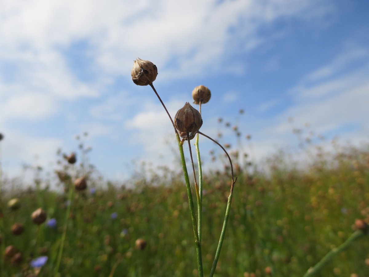 Het vlas is rijp en klaar om getrokken te worden. De tere blauwe bloemetjes zijn nu lijnzaad bolletjes geworden.
#wadvanwaarde
#vlasoogst #vlas #vlastrekken #noardeastfryslan #linnen #plasticvrijewadden