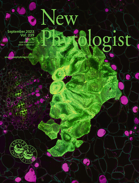 🆕The latest issue of New Phytologist is out today! 

🍃 Flowers leakier than leaves but cheaper to build
🍃 Carbon budget of nitrogen-fertilized boreal Scots pine forest
🍃 Demystifying the Venus flytrap action potential

📚 ow.ly/HI4m50PAp0H

<a href="/wileyplantsci/">Wiley Plant Science</a> #PlantScience