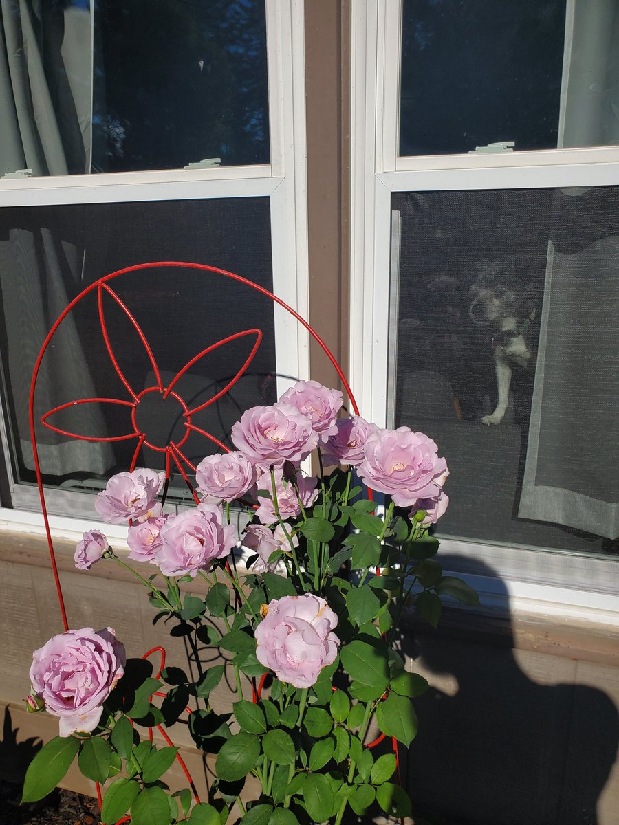 PlaneSum tweet media