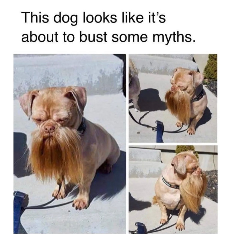 PawsitiveJoy's tweet photo. 😂😂 #mythbusterdog #funnydogs #cutedogs #funnydogmemes #funnymemes https://t.co/qsknovF60e