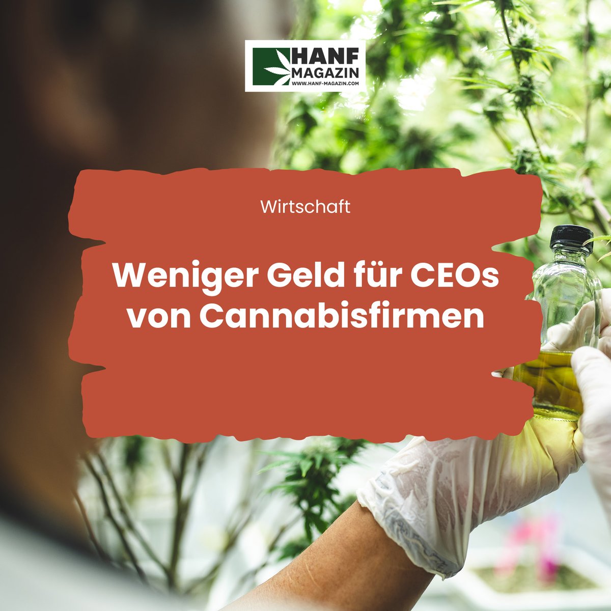 hanfmagazin's tweet photo. Zeiten ändern sich: CEOs von Cannabisfirmen erhalten weniger Gehalt, während die Branche weiter blüht. Eine Verschiebung der Prioritäten in der grünen Industrie?
https://t.co/cQD2htozVW
#hanfmagazin #hanfbranche #cannabisfirmen #ceo #hanfwirtschaft https://t.co/aAXjlufo07
