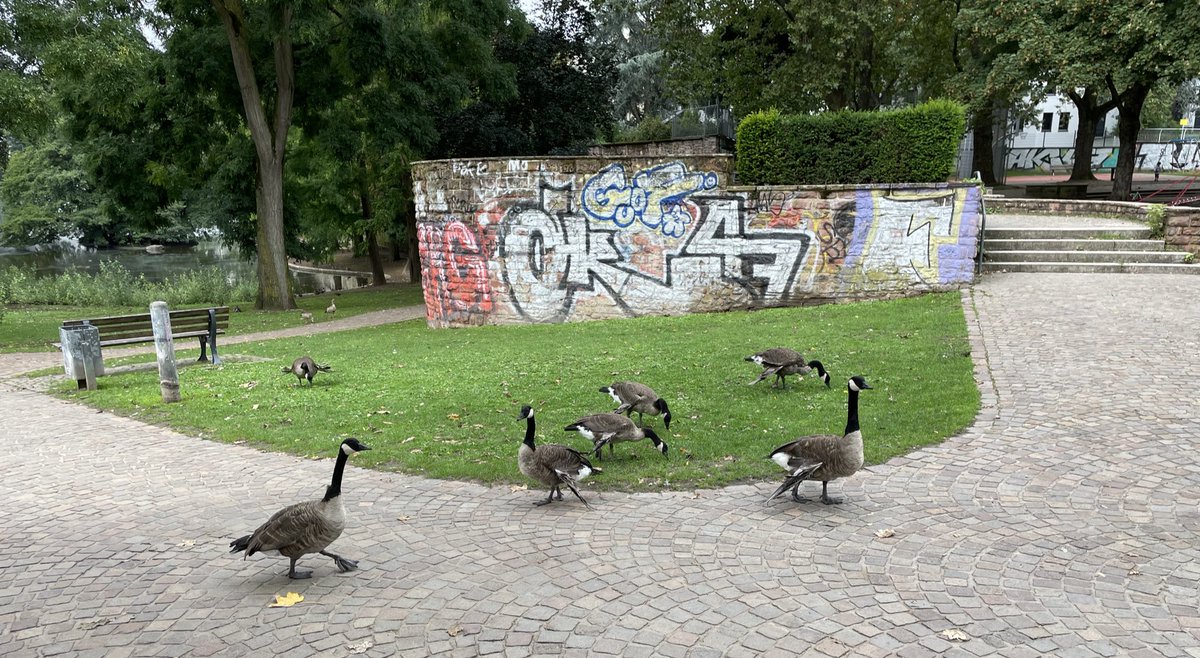 stillbauer's tweet image. Fast alle dieser Kanadagänse haben kaputte Flügel. Sie stehen rechts und links ab, die Tiere können nicht mehr fliegen. Ursache: Brot.
Bitte füttert Wasservögel nicht mit Brot. Sie betteln darum, aber sie wissen nicht, wie sehr es ihnen schadet. Füttert sie bitte gar nicht.