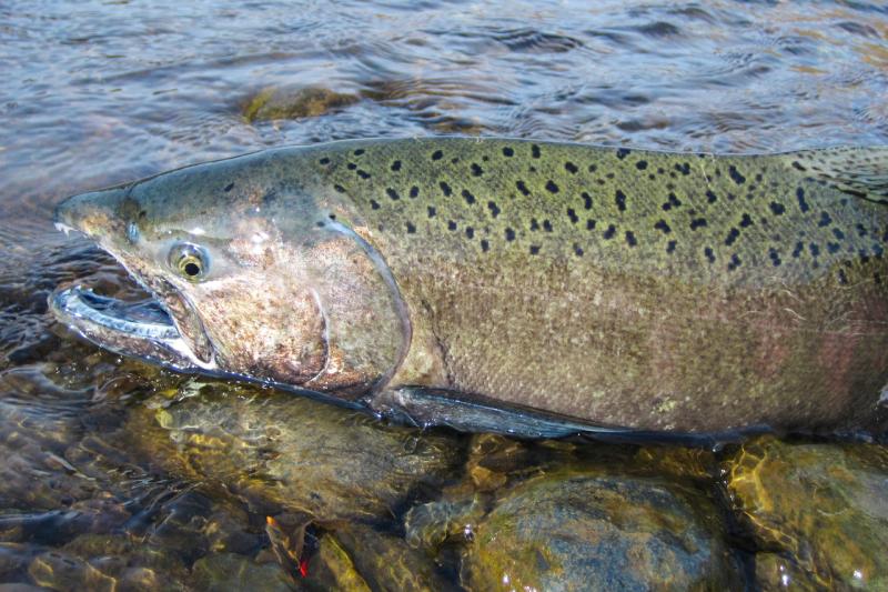 NOAA Fisheries (@noaafisheries) on Twitter photo 📢Just announced: $106.1 million is recommended to fund state and tribal salmon recovery programs and projects across the West Coast through the Pacific Coastal Salmon Recovery Fund: fisheries.noaa.gov/feature-story/… <a href="/NOAA/">NOAA</a> <a href="/NOAAFish_WCRO/">NOAAFish_WCRO</a> <a href="/NOAAFisheriesAK/">NOAA Fisheries AK</a> #salmonrecovery #salmon 📢Just announced: $106.1 million is recommended to fund state and tribal salmon recovery programs and projects across the West Coast through the Pacific Coastal Salmon Recovery Fund: fisheries.noaa.gov/feature-story/… <a href="/NOAA/">NOAA</a> <a href="/NOAAFish_WCRO/">NOAAFish_WCRO</a> <a href="/NOAAFisheriesAK/">NOAA Fisheries AK</a> #salmonrecovery #salmon