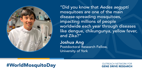 AlpheyLab's tweet photo. For #WorldMosquitoDay, Joshua Ang @jtopsch tells us about his work at the @AlpheyLab @UniOfYork to help fight vector-borne diseases such as #dengue and #chikungunya📷https://t.co/j0kUVR6MbC

#OutreachNetwork #VBDs https://t.co/I9zuS2VPI6