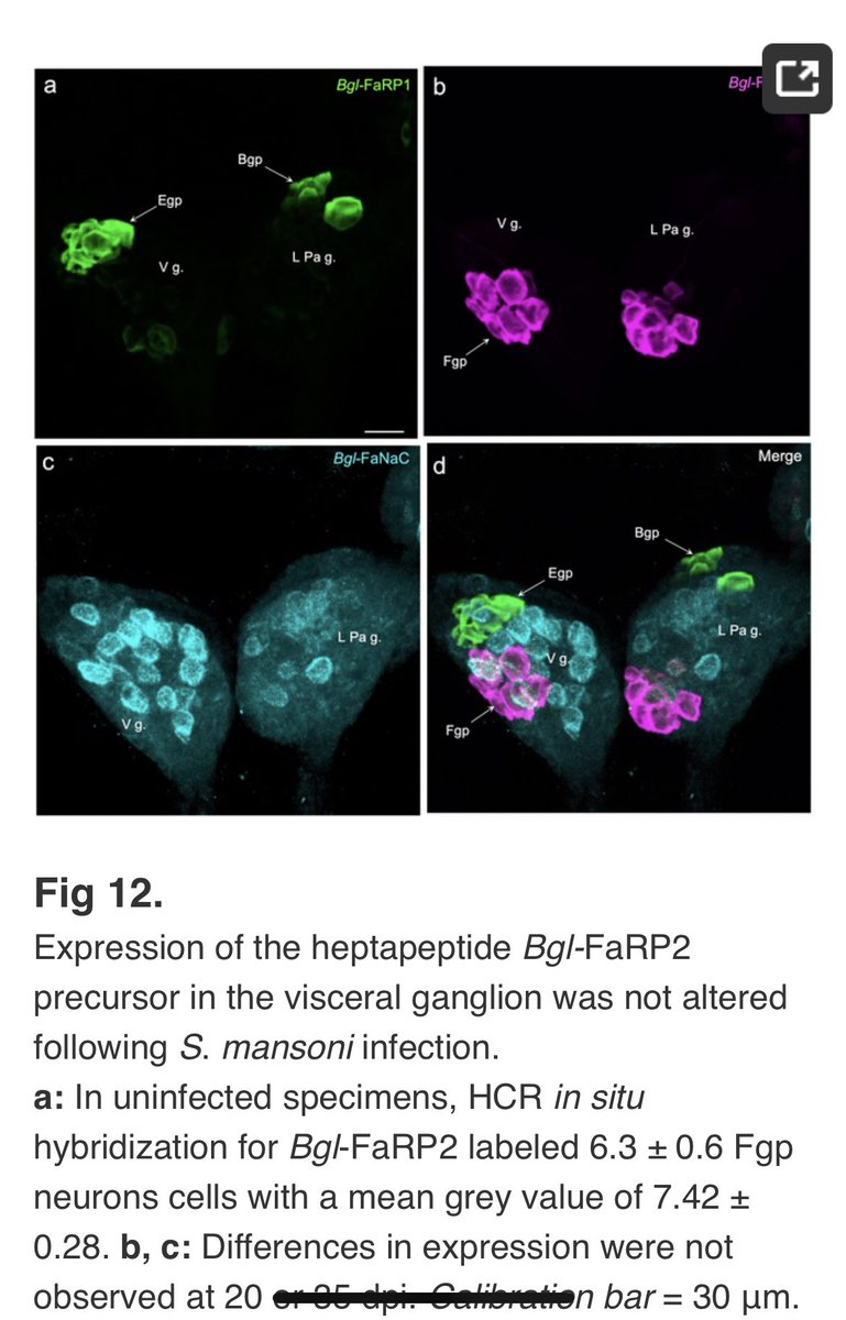 AmandaTorresA's tweet photo. During the summer, we published (gap year work) in PLOS Neglected Tropical Diseases. I will be forever grateful to my mentors, Dr. Miller and Dr. Laura Vicente. 

Many hours in the lab paid off this beautiful work. First one of many to come 🫶🏻✨ https://t.co/8toakVz4UP