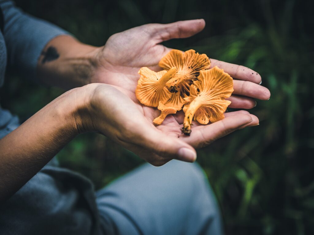 New post (Magic Mushrooms Could Be Used to Relieve Burnout and Depression in Nurses) has been published on Scrubs | The Leading Lifestyle Magazine for the Healthcare Community - scrubsmag.com/magic-mushroom…