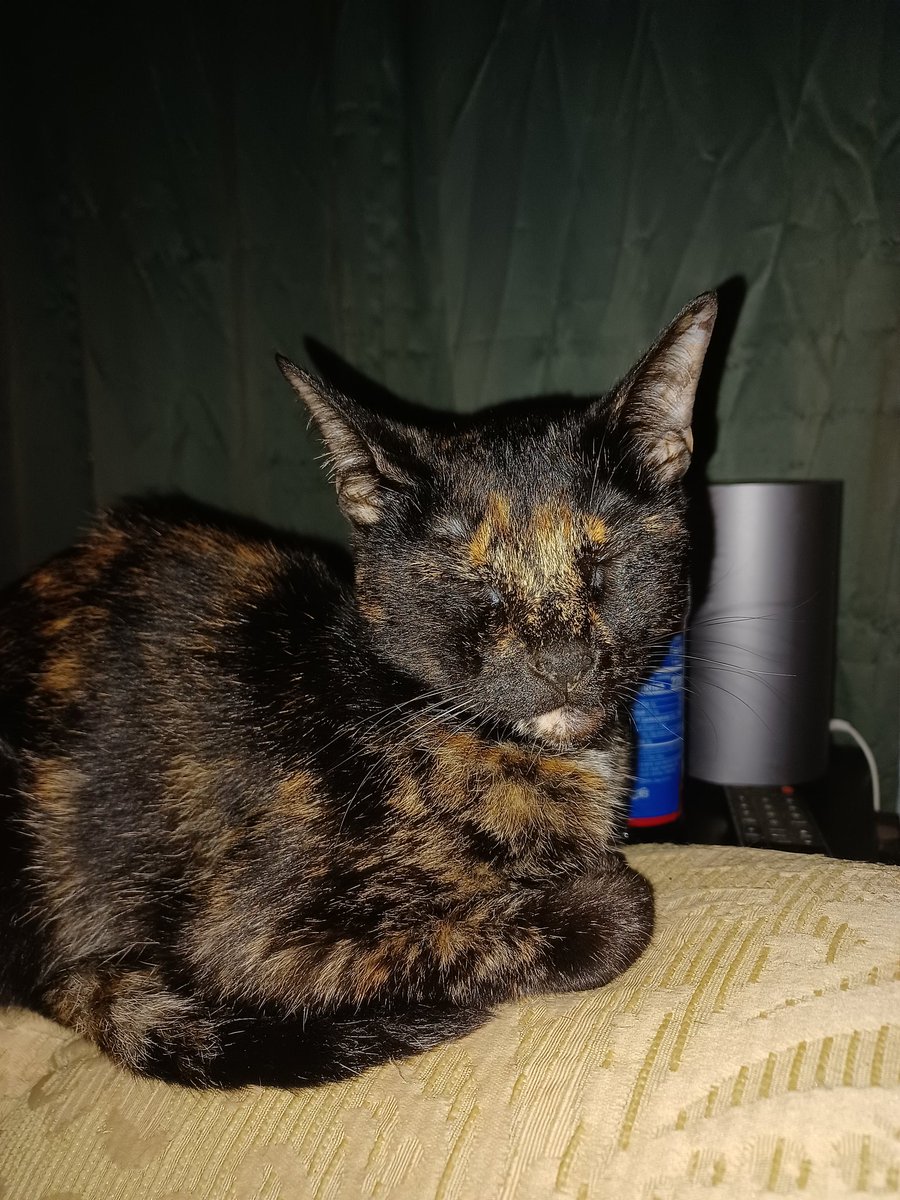 Friends  please  join us  in wishing  our sister  tiger HAPPY  7TH BIRTHDAY 🎂 🥳  ZSHQ RAAAA