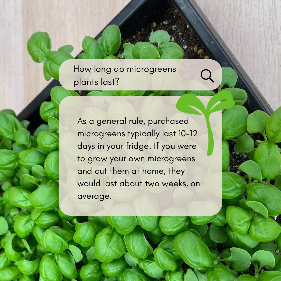 MicrogreenSpace's tweet photo. As a general rule, purchased #microgreens typically last 10-12 days in your fridge. If you were to grow your own microgreens and cut them at home, they would last about two weeks, on average. https://t.co/MD5nNkHGq4