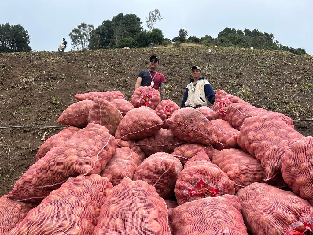 INSAI Táchira 
#17DeAgosto
Inspección fitosanitaria a U.P LA Esperanza, municipio Jauregui, aldea paramito sector las piedras, cosecha de papa 0.8 ha variedad granola estimación de cosecha 5.4 TN.
<a href="/NicolasMaduro/">Nicolás Maduro</a> 
<a href="/wcastroPSUV/">Wilmar Castro</a> 
<a href="/FreddyBernal/">Freddy Bernal</a> 
<a href="/Tibisaylcastro/">yasibit</a>
