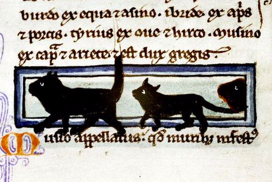 Happy #BlackCatAppreciationDay 🐈‍⬛ These little black cats come from a mid-13th-century bestiary -- @bodleianlibs MS Bodl. 533, fol. 13r