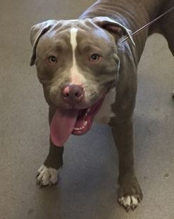 Parks Paws Pet of the Week!   🐾 Meet Japan🐾
1yr old explorer, loves being outside! He walks on a leash and loves treats.

To meet this boy: spr.ly/6013PckyV