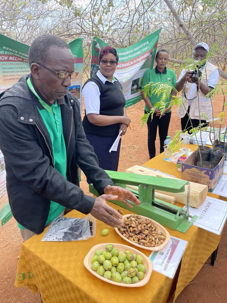 dinmusau's tweet photo. Together with @KEFRIHQ Board Chairman & Board members, we visited Tiva Seed centre to familiarize ourselves with the core mandate of #KEFRI. Wowed to see the F1 & F2 Melia (aka Mukau) tree research come to fruition. 15B trees is achievable, we have what it takes. #JazaMiti https://t.co/rZ9XZpBCPG