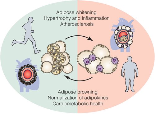 ChristophBurch's tweet photo. Adipocyte function and the development of cardiometabolic disease…
https://t.co/UOy7oHQ8bT https://t.co/qmPzIC9jrM