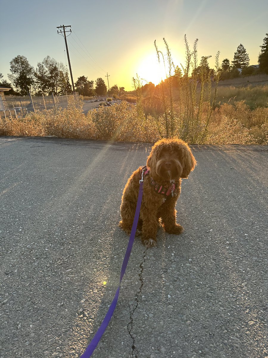 From earlier this morning…. Caught the sunrise 🚶🐶☀️