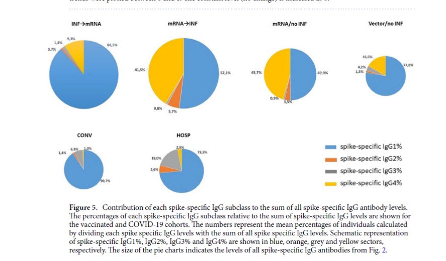 RetsefL's tweet photo. Very bad news for the mRNA COV vax!

Published study shows boosted individuals exhibit significant subclass switch to igG4 antibodies, causing increased risk of severe illness & autoimmune diseases!

COV infection post booster is worst!

Pre-vaccination infection limits impact!

This vaccine is not as bad if you were infected before….’good product’…

https://t.co/ABE6e01yZc