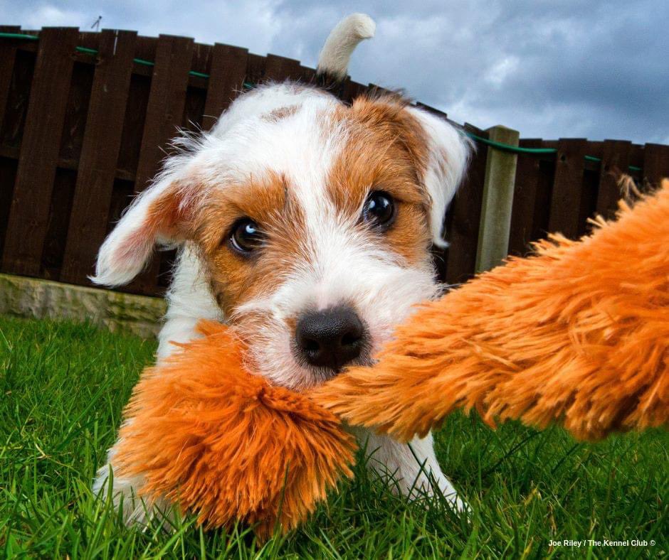 dotty27's tweet photo. @bertie_lakeland Pickle the pup https://t.co/pY71VwIva4