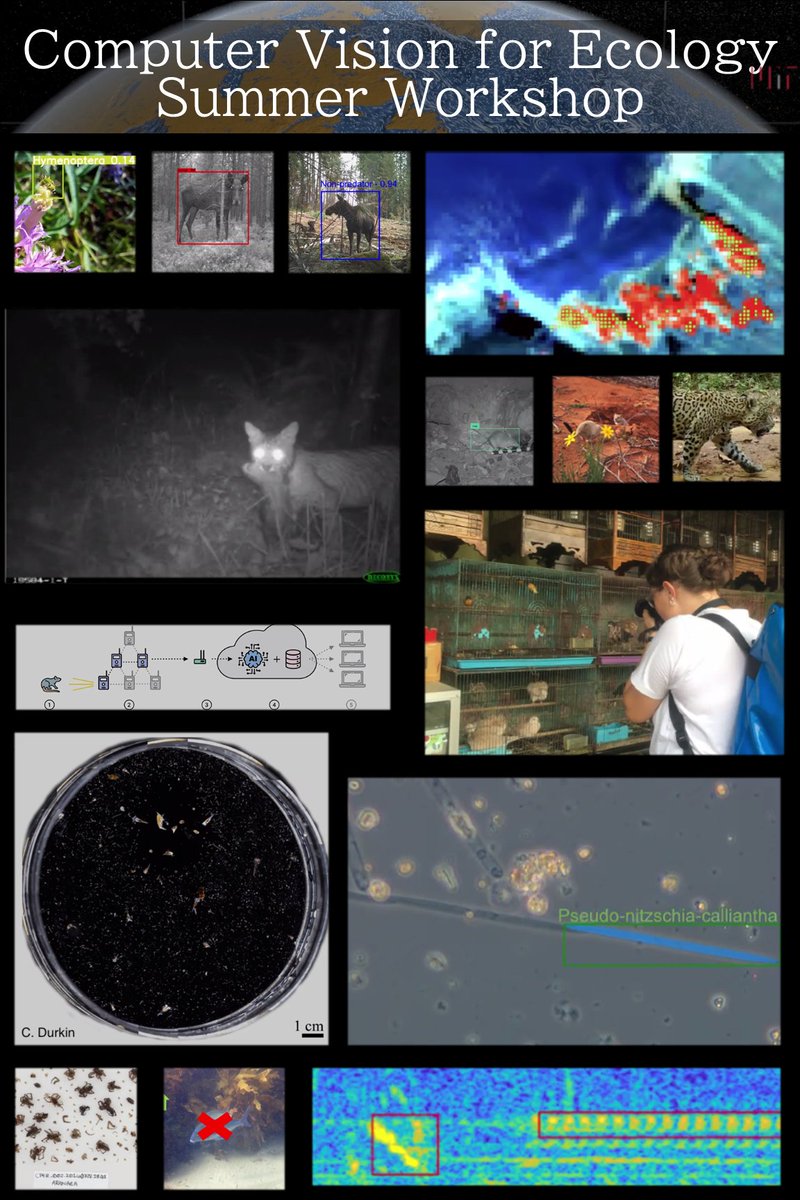 Check out more of the incredible people projects this year here
cv4ecology.caltech.edu/students2023.h…

#cv4ecology <a href="/caltechRSI/">Resnick Sustainability Institute at Caltech</a>