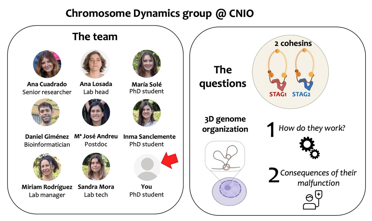 Losada Lab (@chromdyn) on Twitter photo We are hiring!!!! 📢
We offer a 4-year FPI fellowship to work on Cohesin and 3D genome organization at <a href="/CNIOStopCancer/">CNIO Stop Cancer</a>.
Please send your CV and a motivation letter to alosada@cnio.es We are hiring!!!! 📢
We offer a 4-year FPI fellowship to work on Cohesin and 3D genome organization at <a href="/CNIOStopCancer/">CNIO Stop Cancer</a>.
Please send your CV and a motivation letter to alosada@cnio.es
