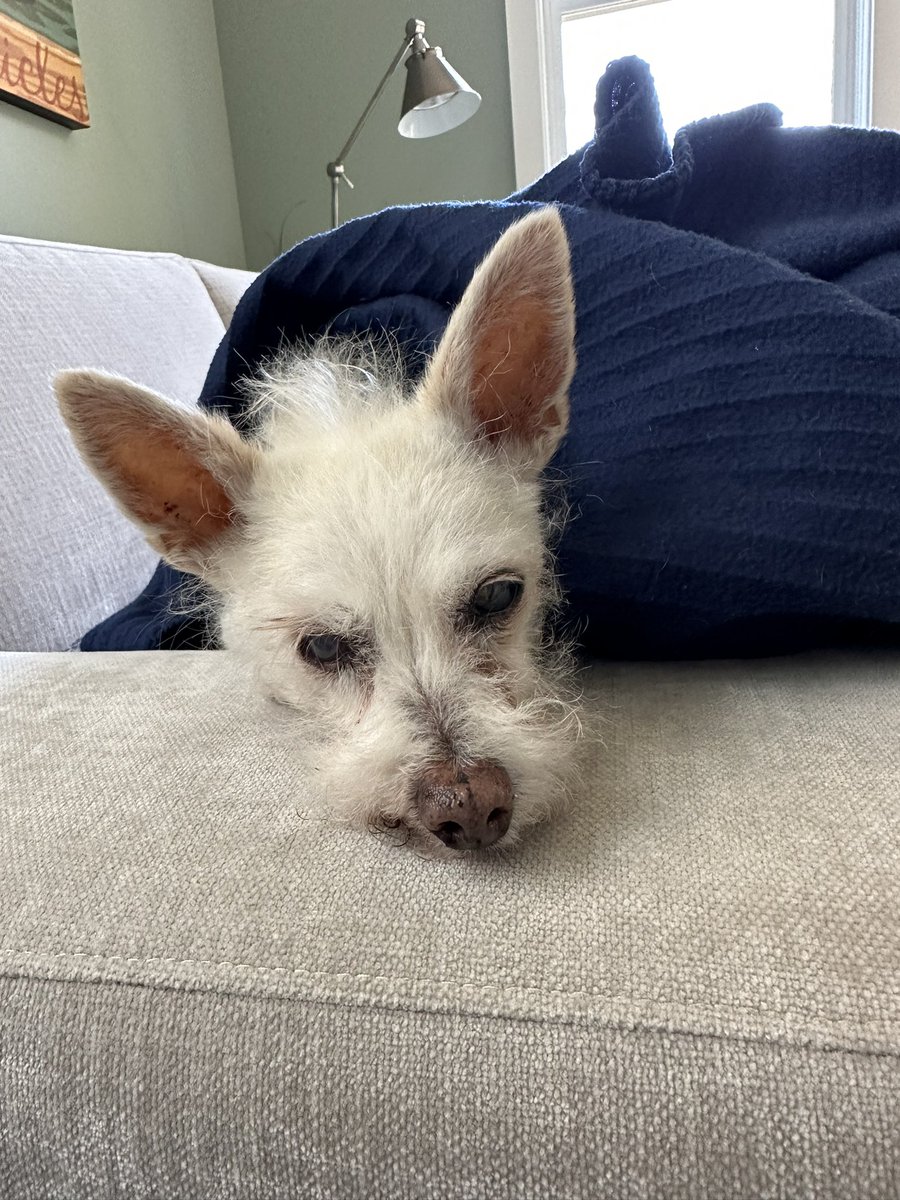 If not for <a href="/loyalfordogs/">Loyal</a> and <a href="/DogAgingProject/">Dog Aging Project</a> , do it for Ace!