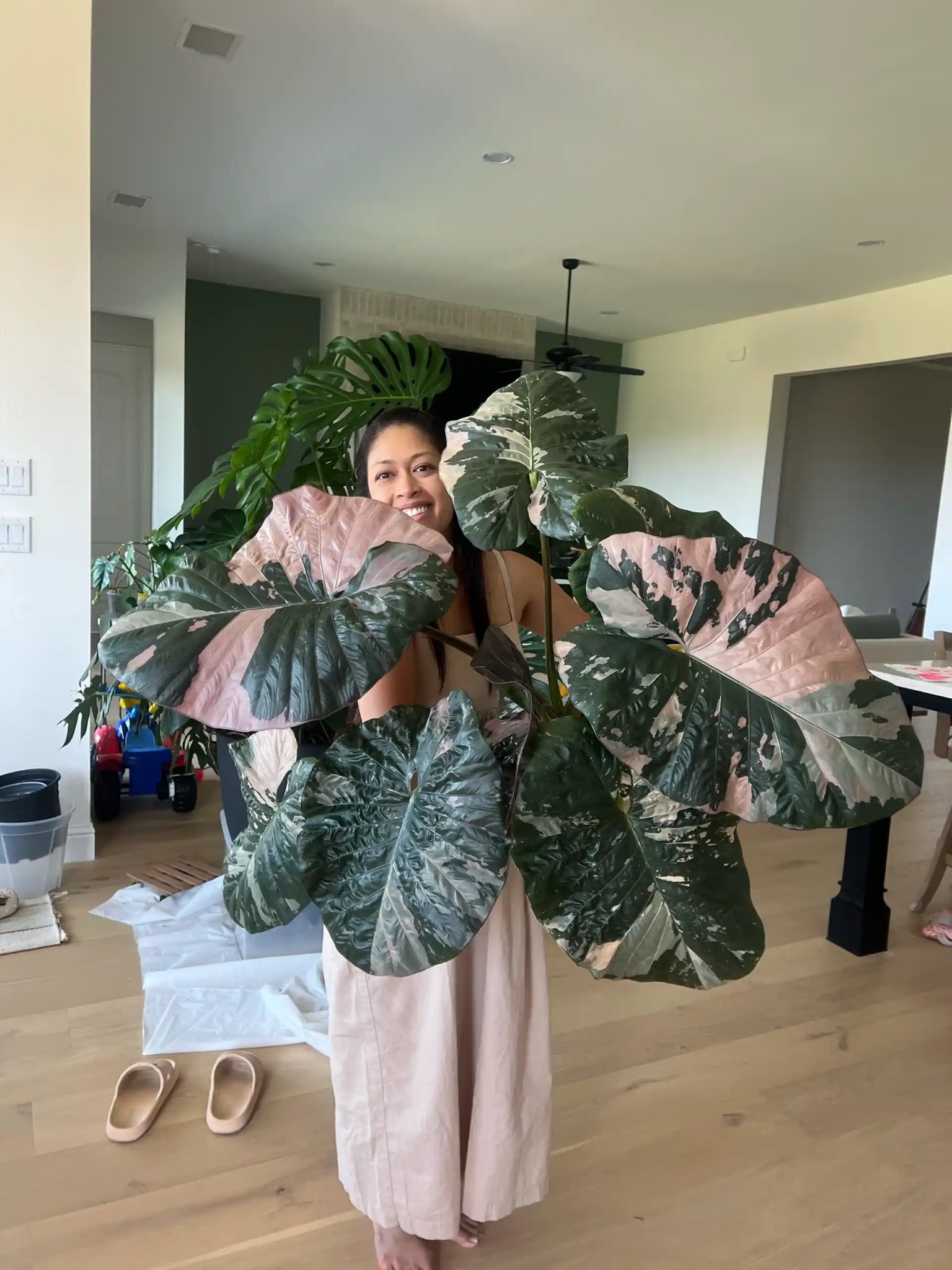 2x Alocasia serendipity variegated.（Alocasia serendipity