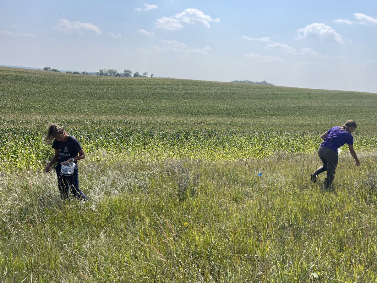 Harvesting is in full swing here at the Echinacea Project! In this photo, Alexa and Blaire are racing to harvest Bouteloua curtipendula.