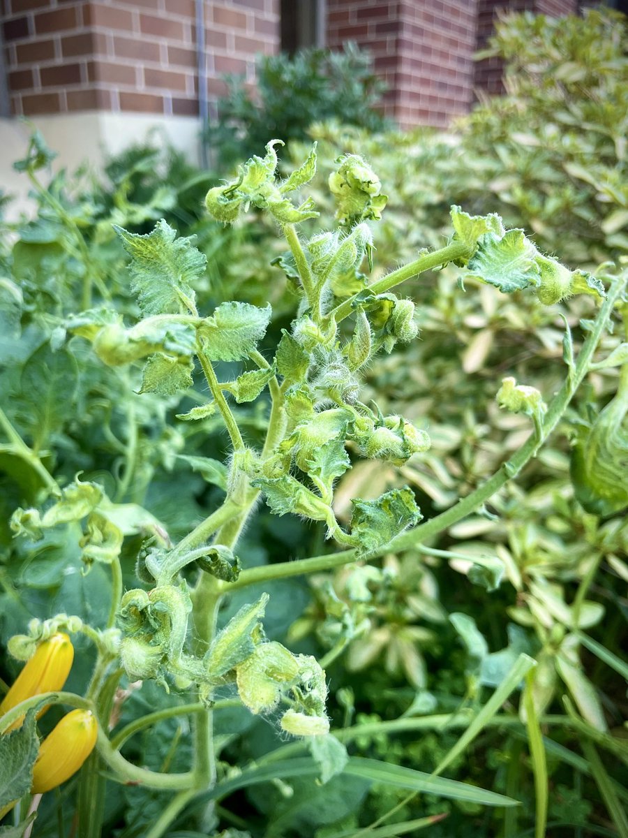 alabamaED's tweet photo. Tomatoes are very sensitive to 2,4-D injury from herbicide drift. Young leaves become twisted, curled and strapped and remain small in size. Plants rarely outgrow the injury caused by this growth regulator #Tomato https://t.co/D9FwblJW2s