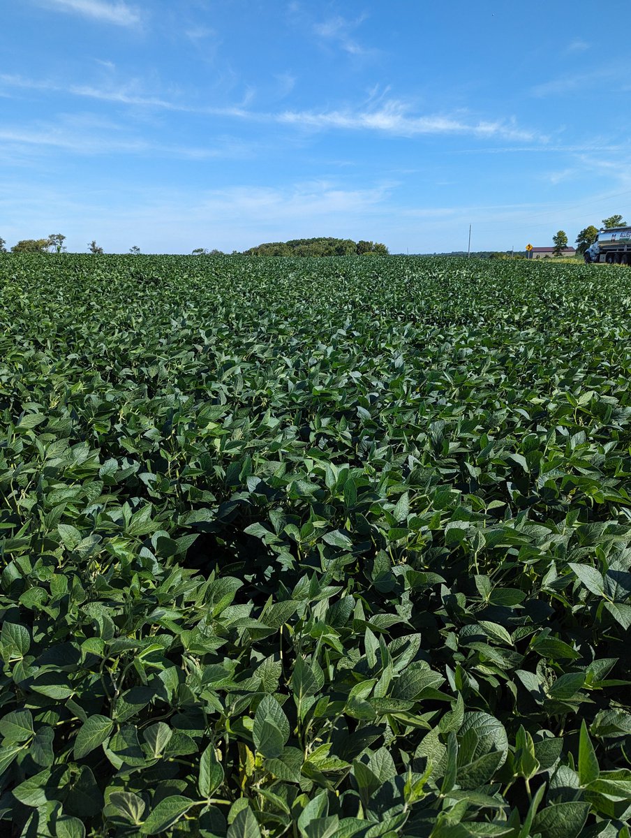 AgroAnnika's tweet photo. Some views from the @SoybeanScience1 Grad student tour! It has been awesome connecting and learning more about Wisconsin's and Minnesota's agricultural practices. Special thanks to @badgerbean and @sethnaeve for being great hosts. https://t.co/o6l3V7L94y