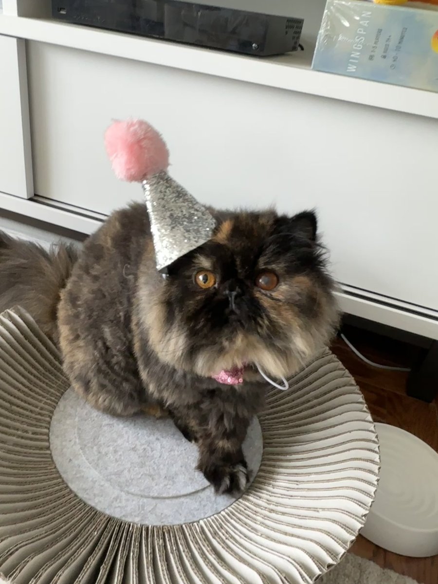 My cats celebrated an @mta colleague’s birthday 🐱 🚇 🚌 🚊