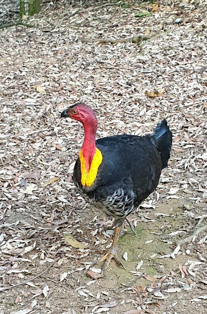PeterCa85704183's tweet photo. Bush turkey strutting around. #bushturkey #rainforest #birds #nature #colour https://t.co/QE79kVqTIR