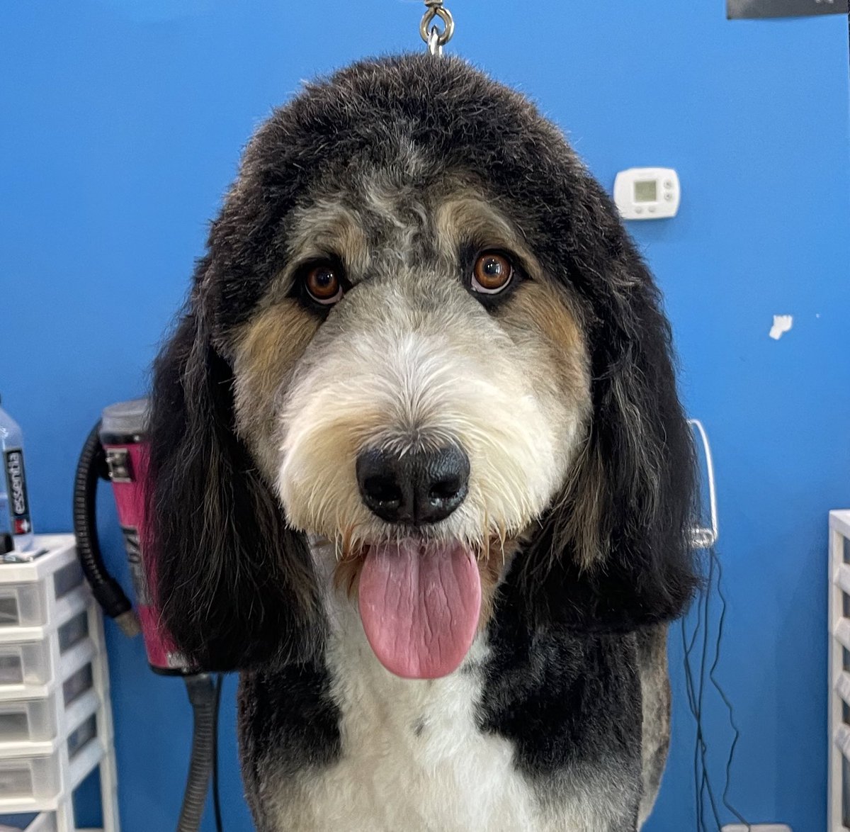 MuttandJoe's tweet photo. Flannel with the cutest face and the cutest name
.
.
.
#muttandjoe #dogwash #doggrooming #coffeeshop #marylandgroomers #marylanddogs #marylanddogspots #marylandcoffee #mddogs #severnapark #severnaparkmd #severnaparkdogs https://t.co/zeNAp8e3T8