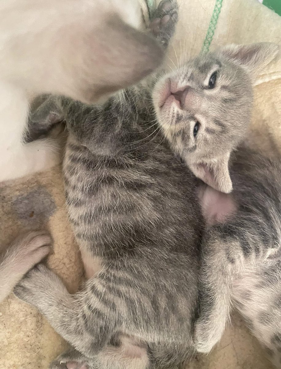 ⚠️CASO EXTERNO⚠️

BUSCAN FAMILIA

La gatita blanca es hembra y el atigradito macho🐱

Mientras siguen creciendo con su mami no perdemos tiempo en difusión para encontrarles súper familias dispuestas a querer y proteger a estos dos terremotillos😍

Si estás interesdx 📲679345163