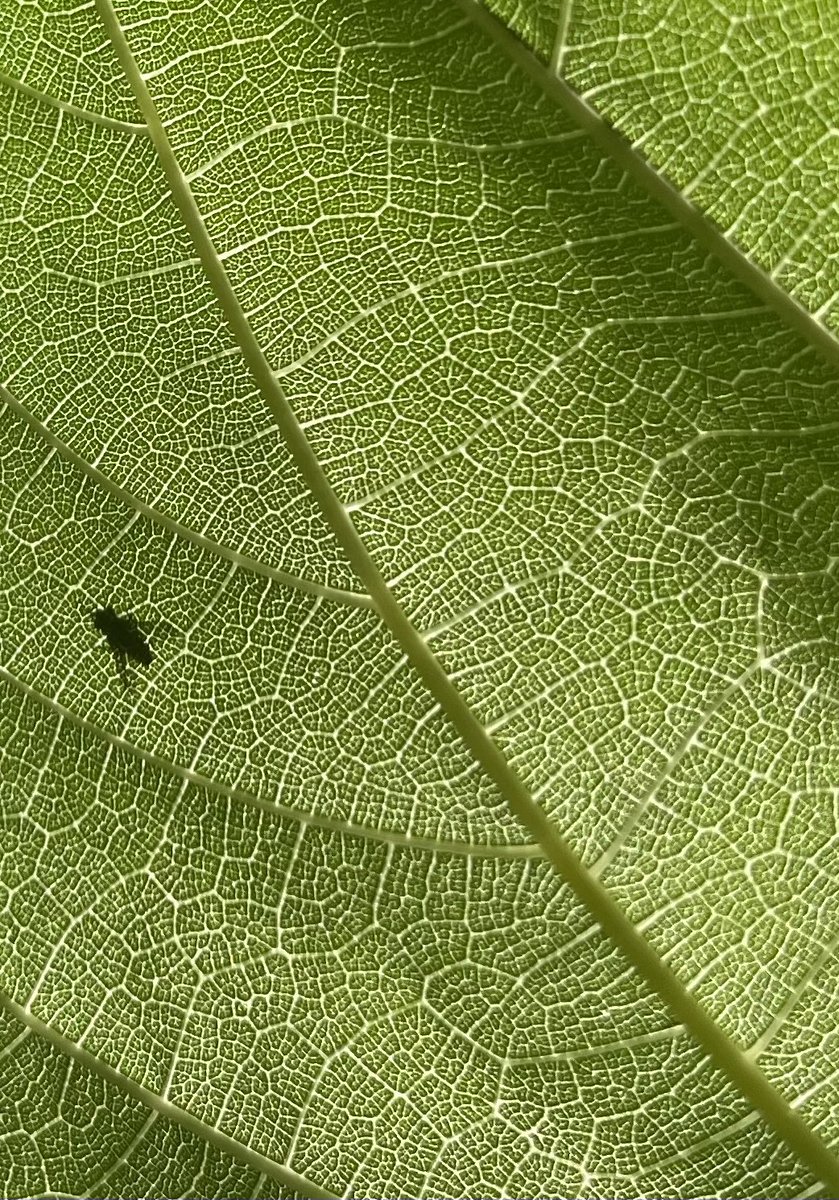 JimRose180's tweet photo. Haven’t X’ed in a while. Here’s a pic of a leaf that resembles Barcelona a little. https://t.co/aE3Kndsrpm