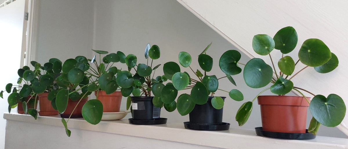 MaryStanwyck's tweet photo. Pilea peperomiodes plants are so beautiful. I always find them cheering. #pilea #peperomioides #pileapeperomioides #chinesemoneyplant #PlantTwitter #Houseplants https://t.co/raLy4Kx1MO