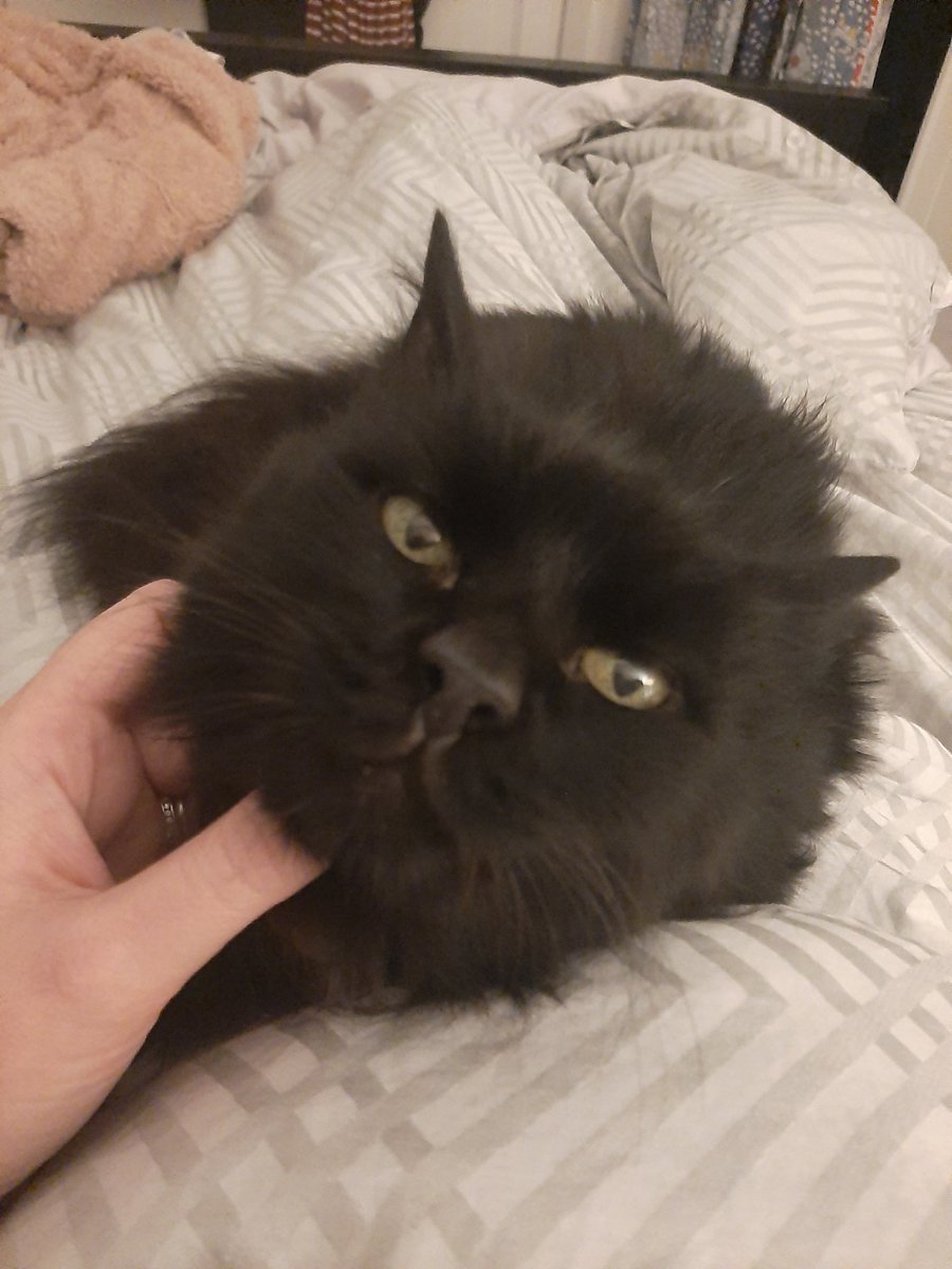 #BlackCatAppreciationDay He's an extremely naughty big lad who likes to howl and wake the house at 5am among other crimes..but I love him anyway 🥰😍😘