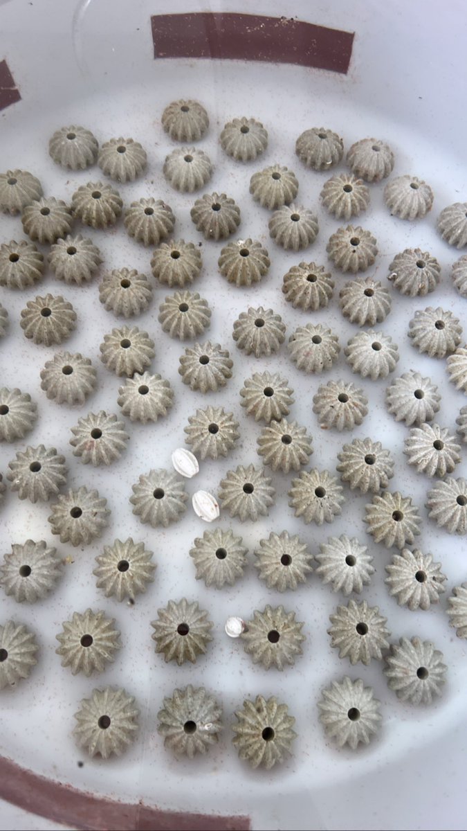 jamssaipan's tweet photo. Just waiting for our Acropora tenuis babies to settle down on one of our novel substrates.  #coralseedbeads #coralseeding #coralrestoration #coral https://t.co/dNZcbQBUxM