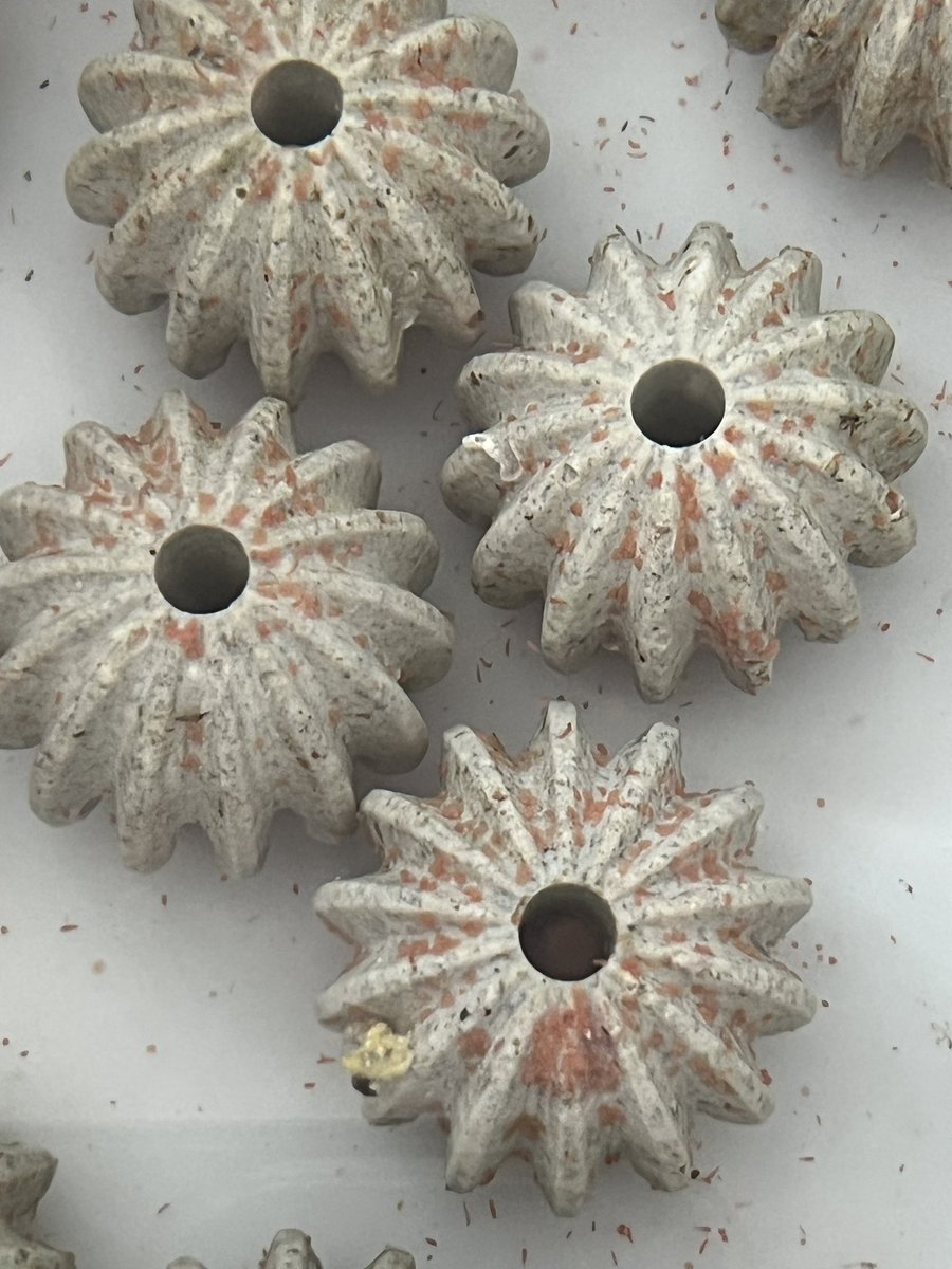 jamssaipan's tweet photo. Just waiting for our Acropora tenuis babies to settle down on one of our novel substrates.  #coralseedbeads #coralseeding #coralrestoration #coral https://t.co/dNZcbQBUxM