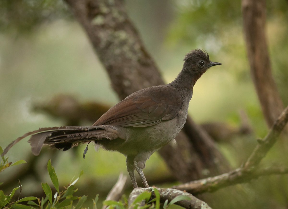 bioGraphic (@biographic) on Twitter photo āIf females arenāt using mimicry to attract mates, then how does it evolve?ā Join <a href="/avianbehaviour/">Dr. Vicky Austin</a> and the <a href="/LyrebirdLab/">Lyrebirdlab</a> in Australiaās Blue Mountains in search of one of the worldās greatest mimics: bit.ly/3OHrb2c āļø @CarlyCassella š· <a href="/MeghanGLindsay/">Meghan Lindsay</a> āIf females arenāt using mimicry to attract mates, then how does it evolve?ā Join <a href="/avianbehaviour/">Dr. Vicky Austin</a> and the <a href="/LyrebirdLab/">Lyrebirdlab</a> in Australiaās Blue Mountains in search of one of the worldās greatest mimics: bit.ly/3OHrb2c āļø @CarlyCassella š· <a href="/MeghanGLindsay/">Meghan Lindsay</a>