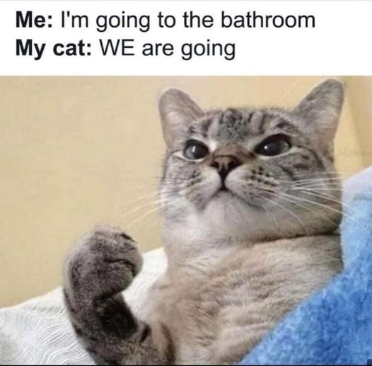 WholesomeMemes tweet media